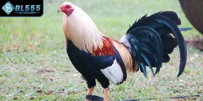 Điểm đặc biệt làm nên sự kịch tính của gà Mỹ là gì 