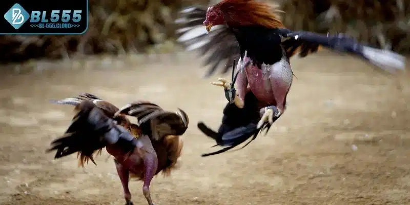 Cụ thể luật chơi của loại hình cược 