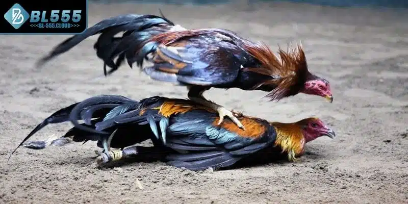 Những chiến lược thông minh giúp chiến thắng lớn 