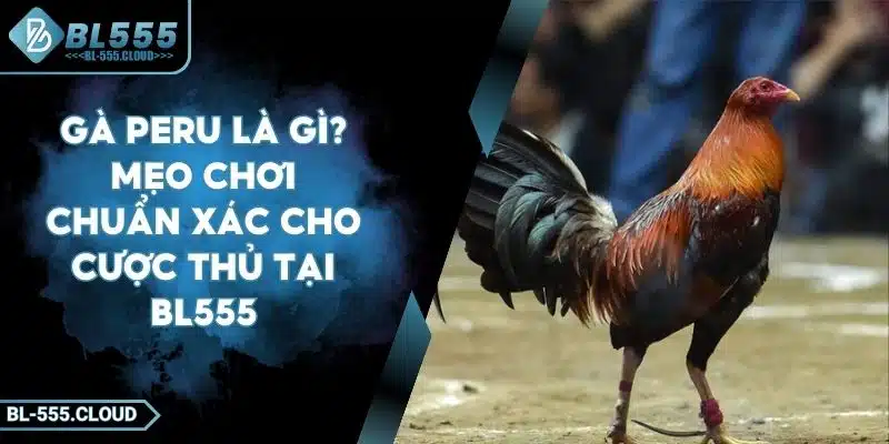 Gà Peru Là Gì? Mẹo Chơi Chuẩn Xác Cho Cược Thủ Tại BL555