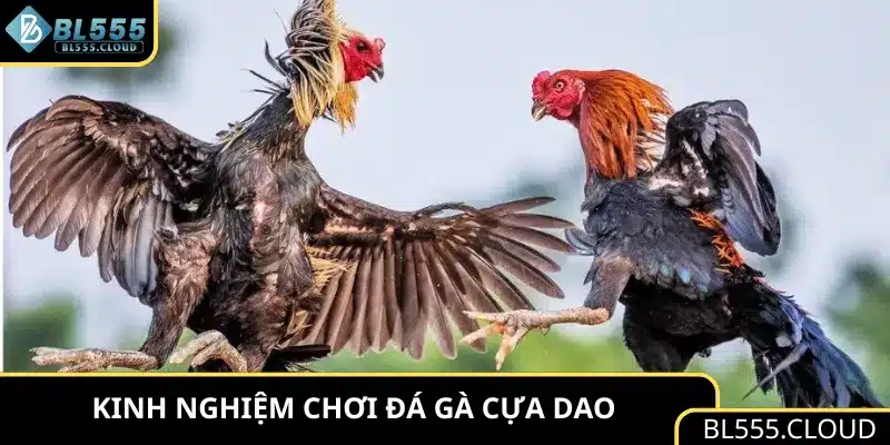 Kinh nghiệm chơi đá gà cựa dao 