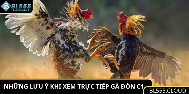 Những lưu ý khi xem trực tiếp gà đòn C1