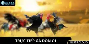 Trực Tiếp Gà Đòn C1 - Cập Nhật Kết Quả Nhanh Và Chính Xác